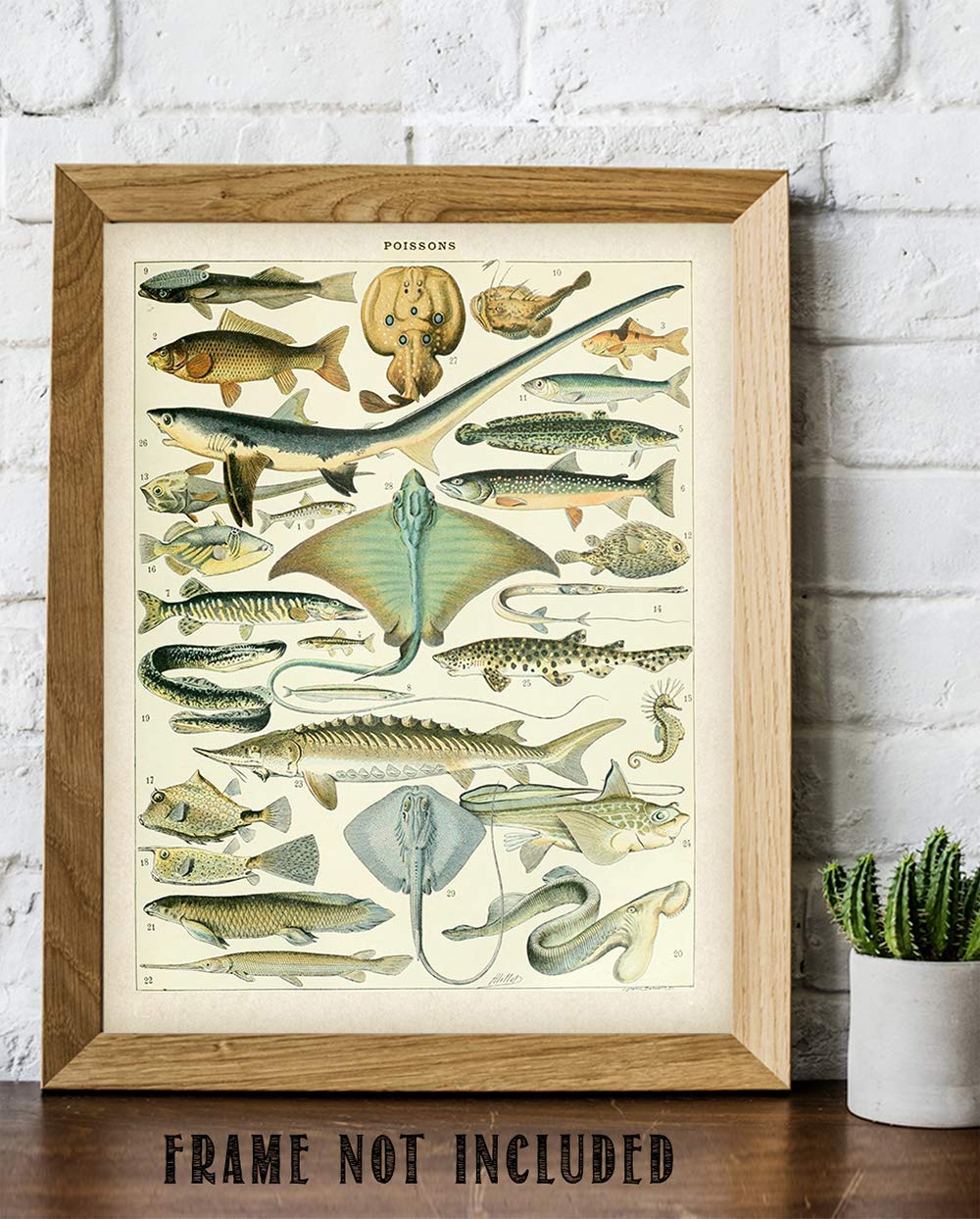 Amazon.com: Vintage French Fish Illustration 11x14 Unframed Poster